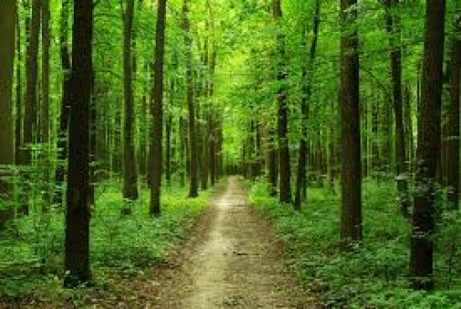 ​Чому українським лісам не допоможе заборона на експорт деревини